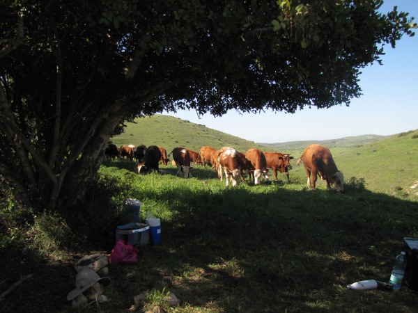 Grazing study cattle