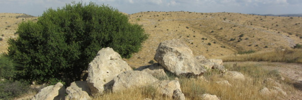 shrub