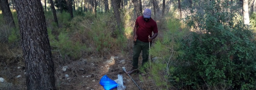 Contribution to climate change mitigation of planted forests along an aridity gradient in Israel
