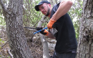 field tree measurments