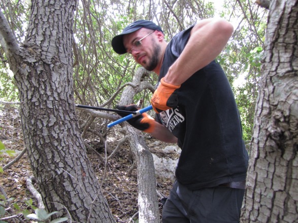 field tree measurments