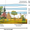 Conceptual model of the expected role of dryland mechanisms along a climatic gradient from cool and moist towards hot and dry conditions, and their relevance for climate-smart forestry.