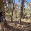 Kdoshim forest
